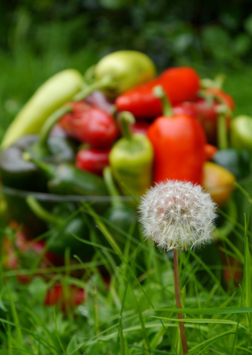 Title Page from Chapter 1 of 'Growing Chillies'