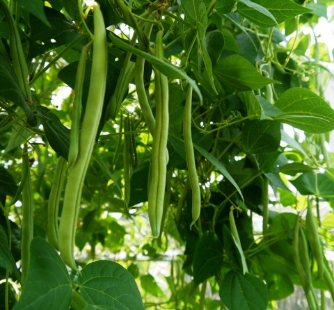 French Beans