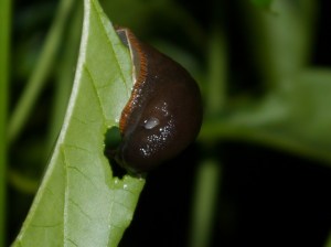 Slug Eating Chilli