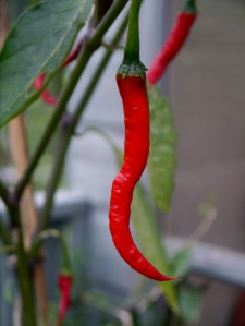 Khung Pao Cayenne