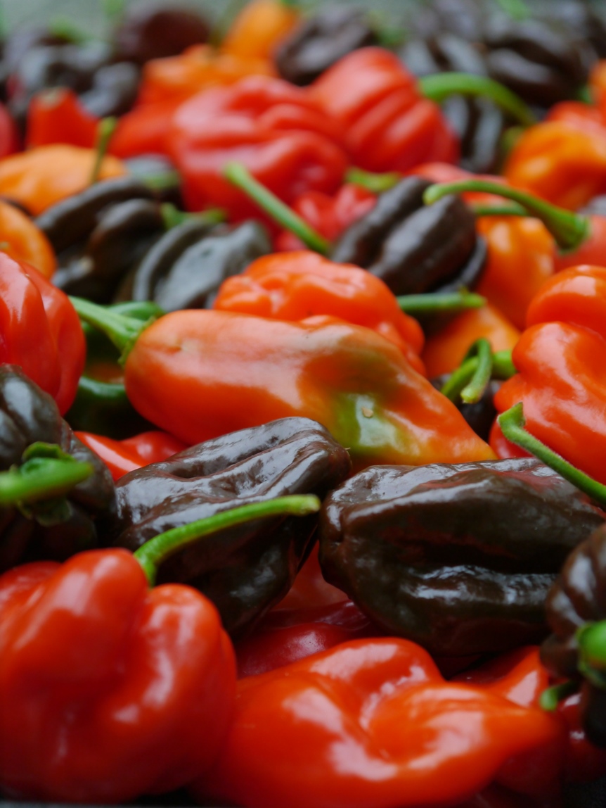 Mixed Habaneros