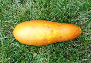 The Poona Kheera Indian cucumber