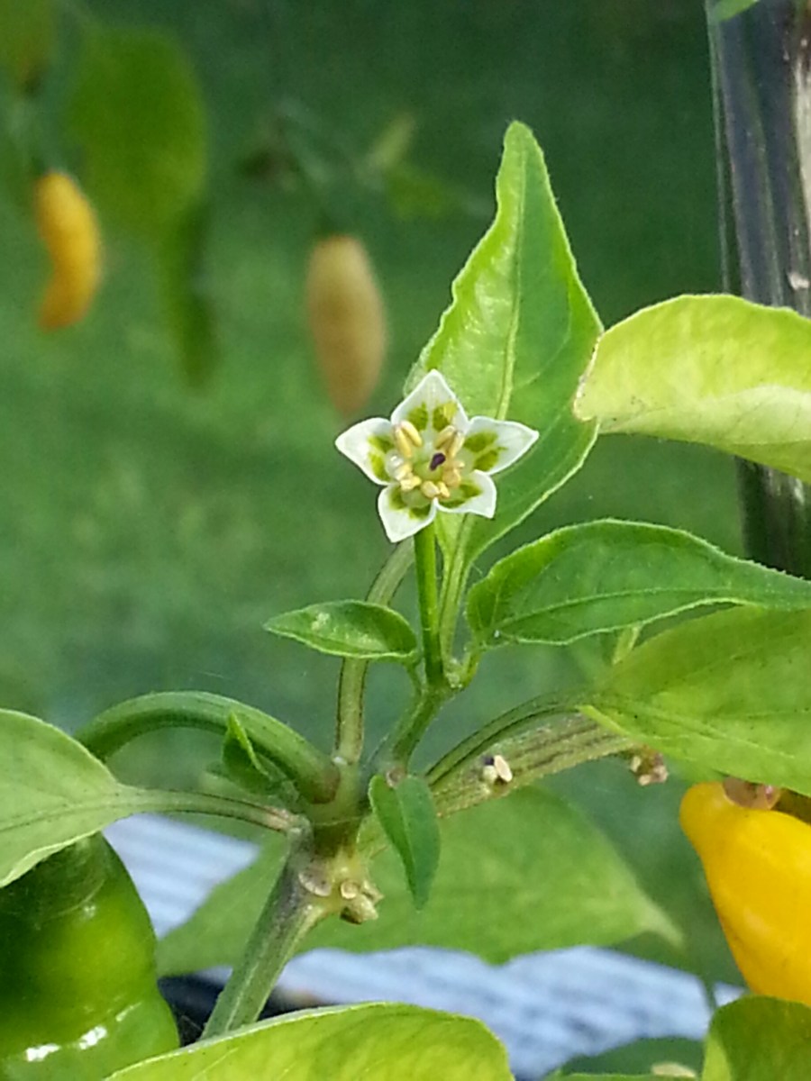Aji Chilli Flower November