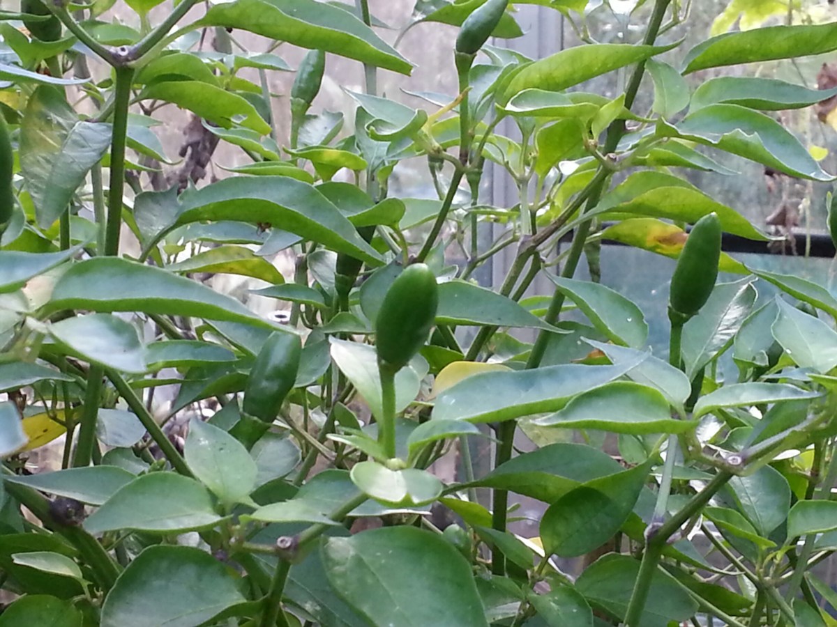Big Greenhouse Piri Piri Chilli