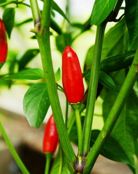 Piri Piri