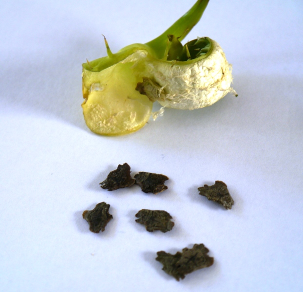 Exploding Cucumber - Cyclanthera explodens