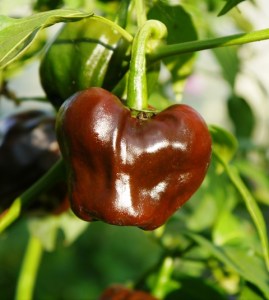 Chilhuacle Negro Chilli