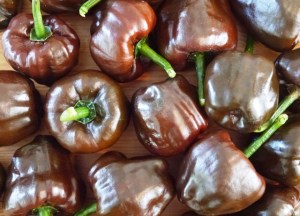 Chilhuacle Negro Chillies