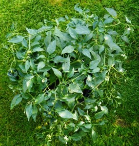 Chilhuacle Negro Plant Above Web