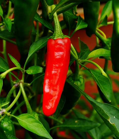 Apache Chilli