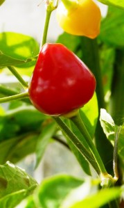Barra do Ribiero, Brazillian chilli pepper