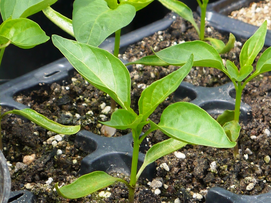 Chilli Seedlings - From the book 'Growing Chillies'