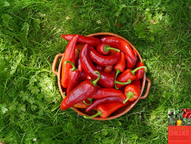 Red Chillies in Bowl