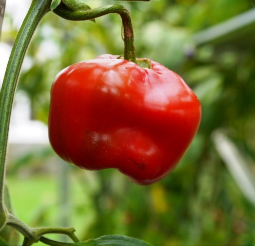 Rocoto Red chilli
