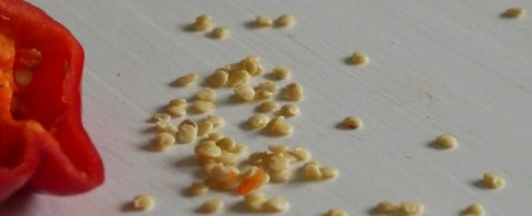 Chilli Seeds
