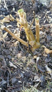 Pimiento de Padron overwintered in a greenhouse bed