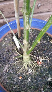 Rocoto overwintered outdoors in pot,