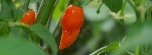 Paper Lantern Habanero