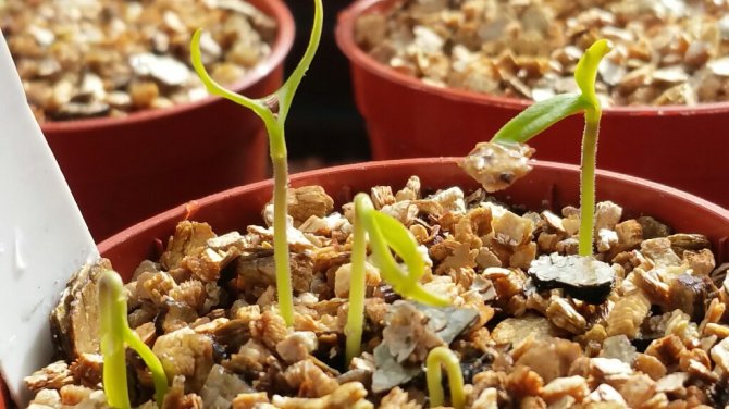 Newly emerged chilli seedlings