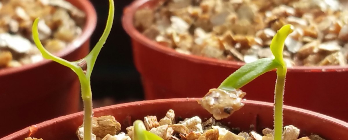 New Chilli Seedlings