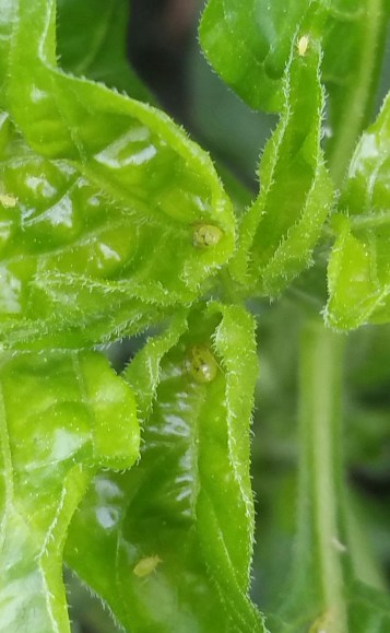 Early greenfly infestation on chilli plant